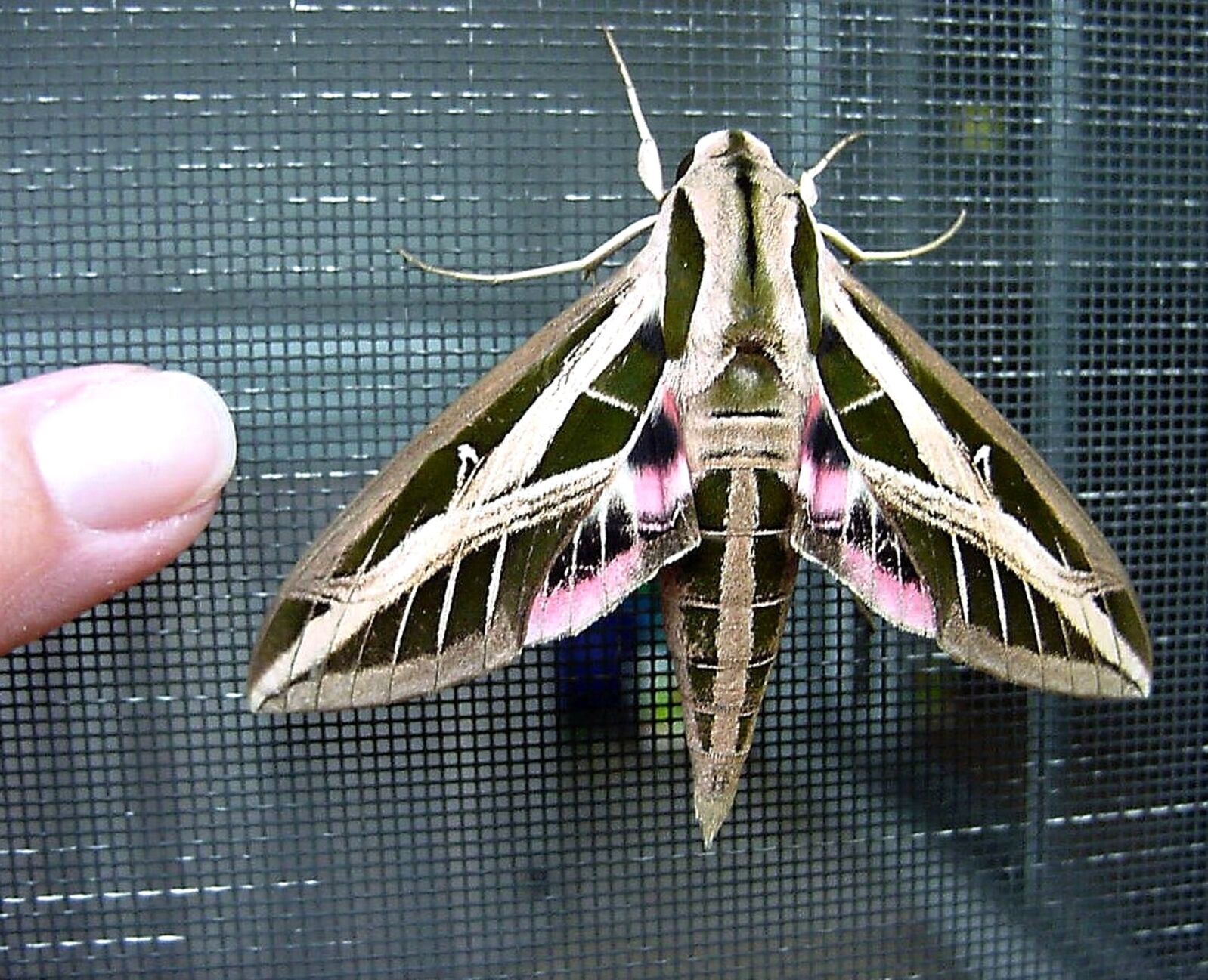 Banded Sphinx moth